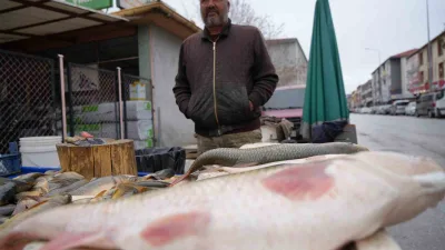Karasu Nehri'nde tutulan Fırat balıkları, Erzincan'da vatandaşlar tarafından ilgi görüyor.