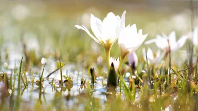 Erzincan'da kardelen çiçekleri baharın müjdecisi olarak topraktan çıkmaya başladı. Endemik