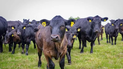 Tarım ve Orman Bakanlığı'nın yürüttüğü Kırsalda Bereket, Hayvancılığa Destek Projesi
