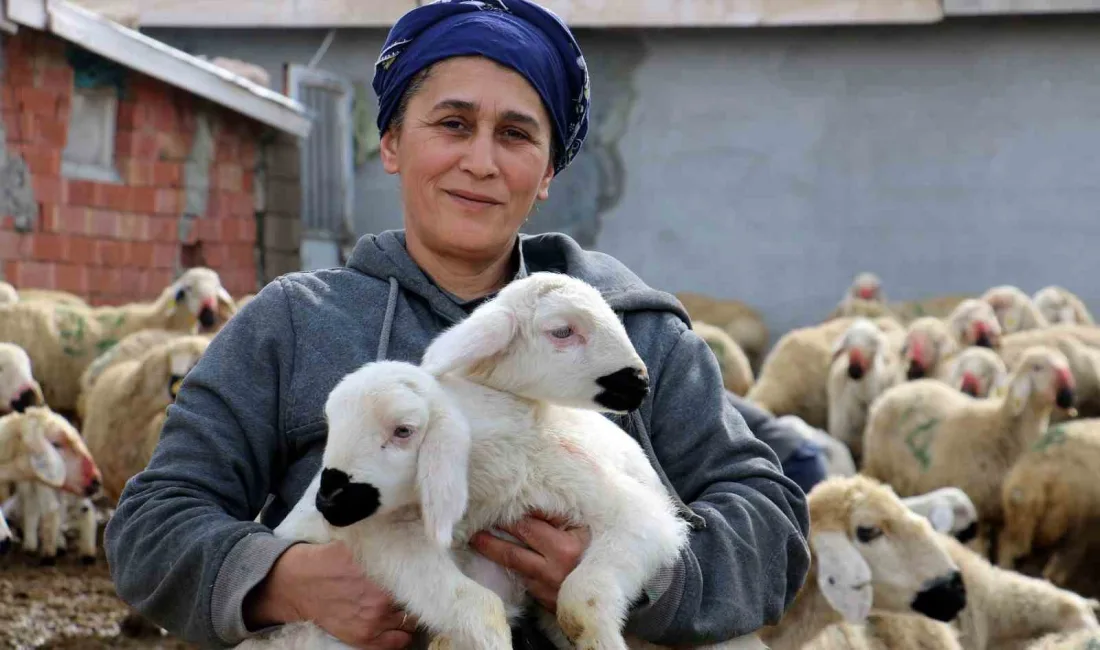 Erzincan'da koyun ve kuzuların duygusal buluşmaları görüntülendi. Günde iki kez