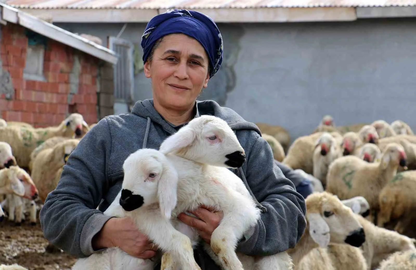 Erzincan'da koyun ve kuzuların duygusal buluşmaları görüntülendi. Günde iki kez