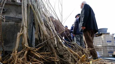 Erzincan'da bahar mevsimiyle birlikte fidan satışları başladı. Meyve fidanları 100