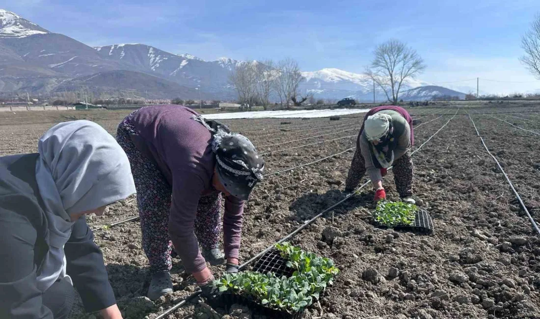 Erzincan 2025 tarım sezonu başladı. Kertah Lahanası fideleri toprakla buluştu.