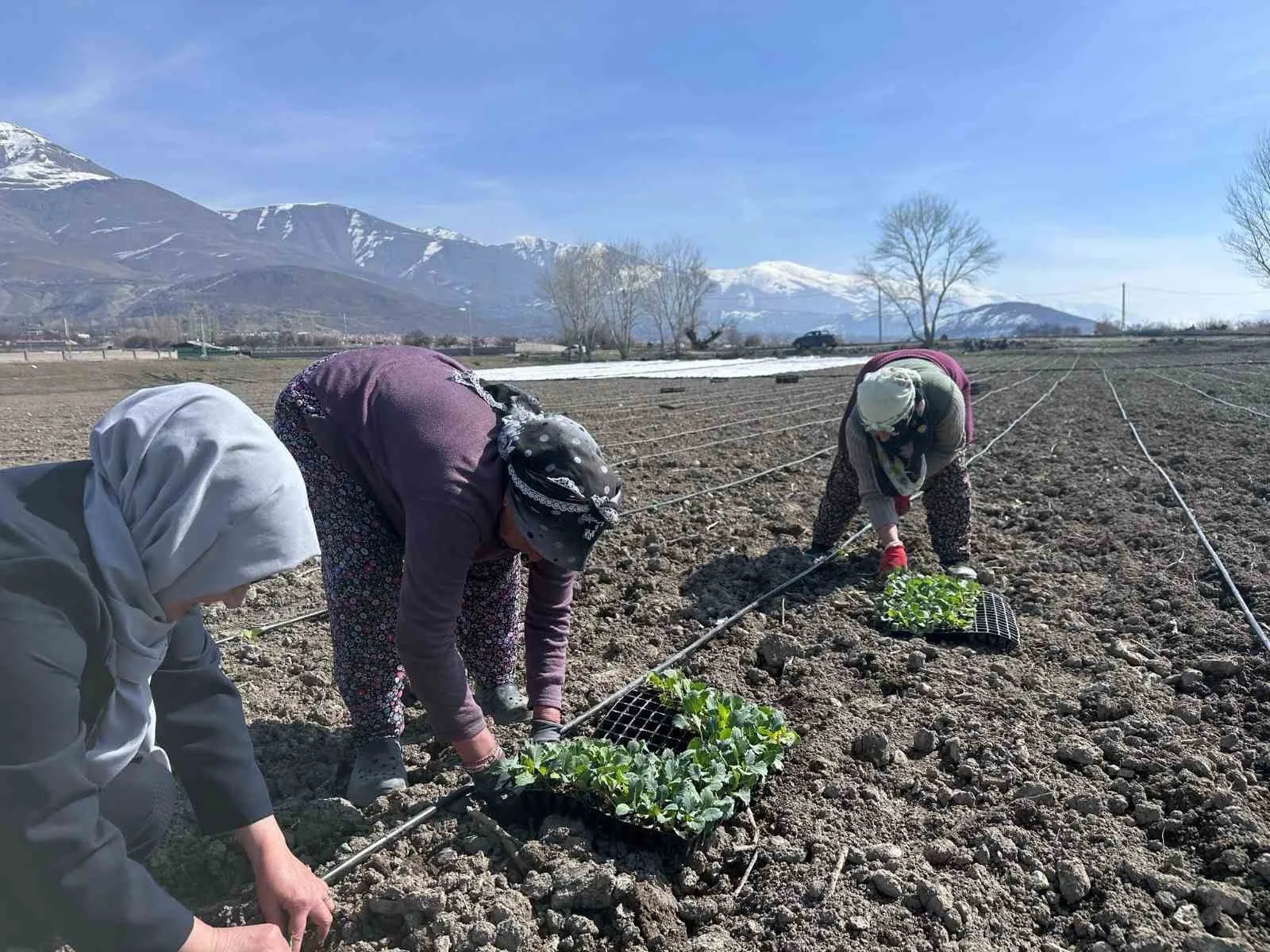 Erzincan 2025 tarım sezonu başladı. Kertah Lahanası fideleri toprakla buluştu.