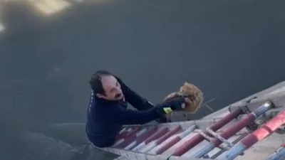 Gümüşhane'de Harşit Çayı'na düşen 2 kedi, itfaiye ekipleri ve vatandaşların