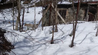 Gümüşhane'de nesli tehlikede olan vaşak, şehir merkezine yakın bir yerde