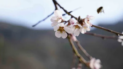 Gümüşhane'de mevsim normallerinin üzerinde seyreden hava sıcaklığı nedeniyle badem ağaçları