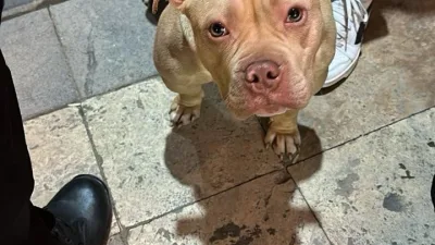 Gümüşhane'de pitbull cinsi yasaklı ırk köpek gezdiren Ö.C.'ye 76 bin