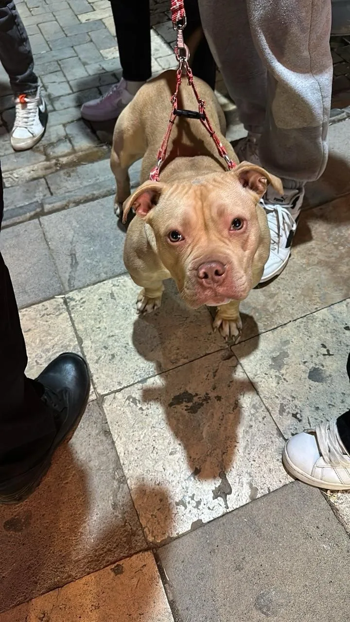 Gümüşhane'de pitbull cinsi yasaklı ırk köpek gezdiren Ö.C.'ye 76 bin