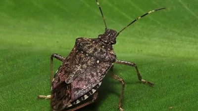 Karadeniz Bölgesi'nde tarım ürünlerine zarar veren kahverengi kokarca erken uyanarak