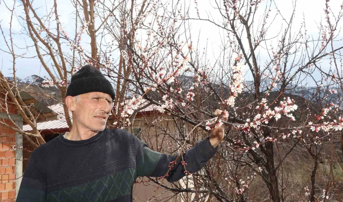 Doğu Anadolu Bölgesi'nde etkili olan kar yağışı, Ormanağzı Mahallesi'ndeki meyve