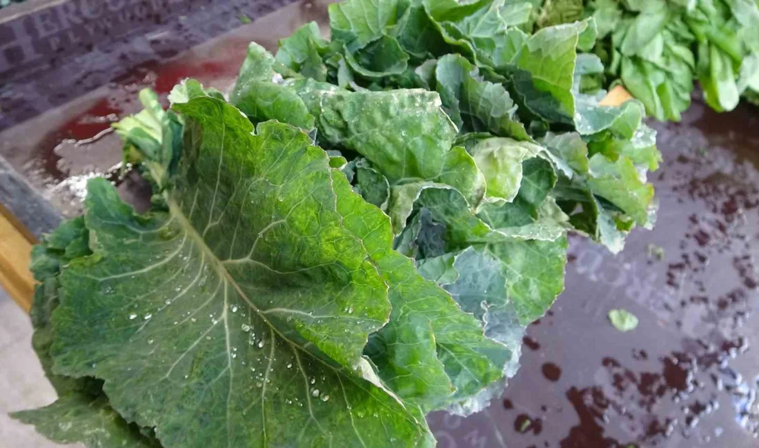 Karadeniz'de tiroid bezinin sık rastlanan rahatsızlıklara neden olduğu, bunun nedeninin