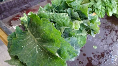 Karadeniz'de tiroid bezinin sık rastlanan rahatsızlıklara neden olduğu, bunun nedeninin