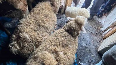 Kastamonu’nun Küre ilçesinde kar nedeniyle bir ahır çöktü. Göçüğün altında