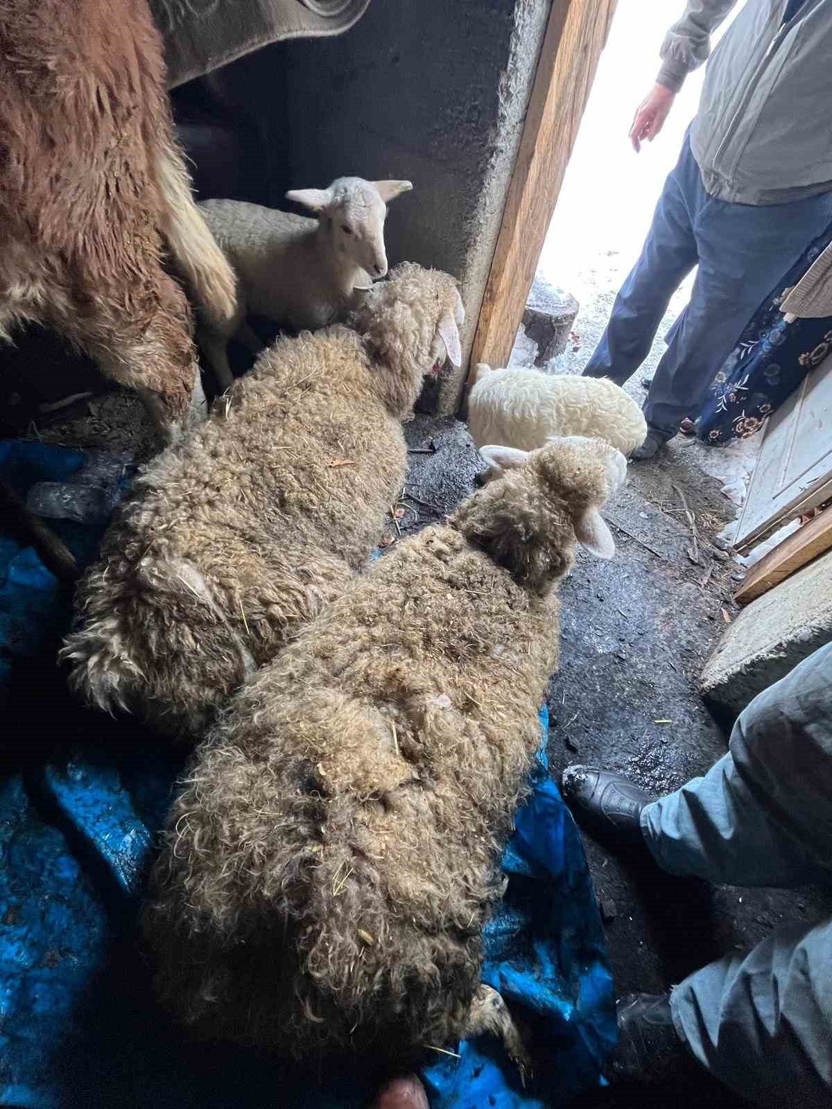 Kastamonu’nun Küre ilçesinde kar nedeniyle bir ahır çöktü. Göçüğün altında