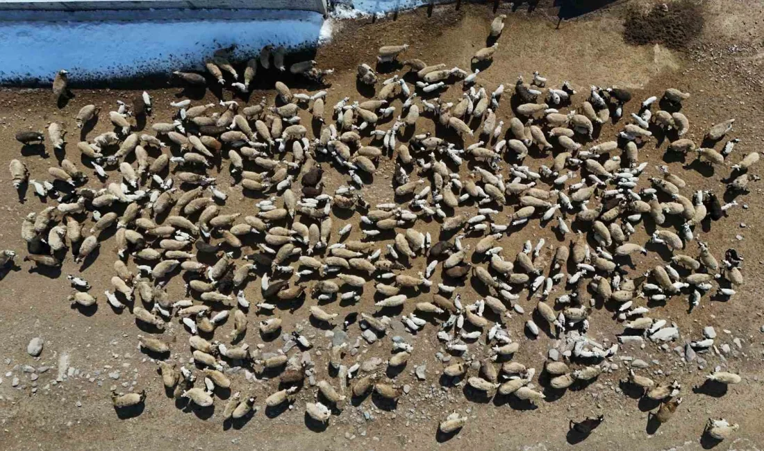 Aşkale ilçesinde yapılan kuzu buluşması, hayvancılığa duyulan sevgiyi ve mesleğe