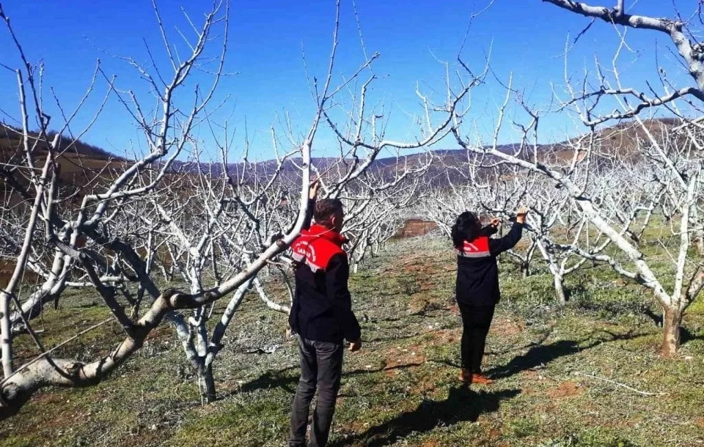 Erzincan'da meyve bahçelerinde bahar hazırlıkları başladı. Erzincan Tarım ve Orman