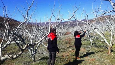 Erzincan'da meyve bahçelerinde bahar hazırlıkları başladı. Erzincan Tarım ve Orman