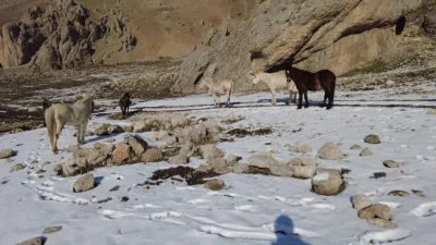 Erzincan-Tunceli arasındaki 3300 rakımlı Munzur Dağları'ndaki yılkı atları, doğal yaşamlarında