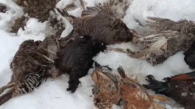 Muş'un Ziyaret köyünde Hüseyin Sevinç'e ait kümese gece giren yırtıcı