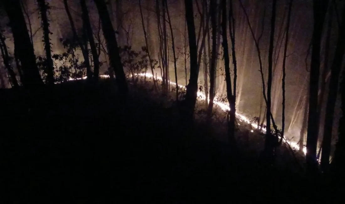 Sakarya'nın Karasu ilçesinde çıkan orman yangını, itfaiye ve Orman İşletme