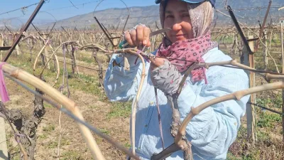 Sarıgöl'de üzüm üreticileri kışlık bakım çalışmalarını hızlandırırken, Ramazan ayında oruçlu