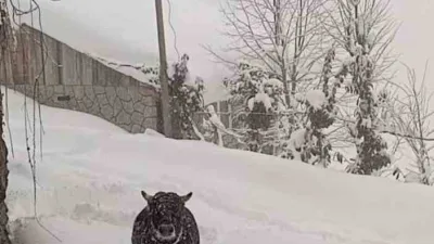 Rize'nin Çamlıhemşin ilçesine bağlı Dikkaya Köyü'nde kaçan boğa, yazın bağlı