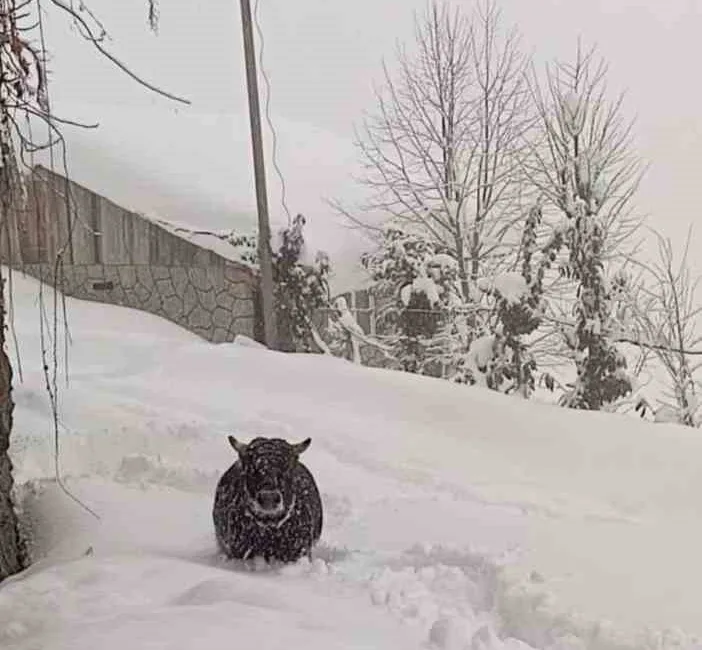 Rize'nin Çamlıhemşin ilçesine bağlı Dikkaya Köyü'nde kaçan boğa, yazın bağlı