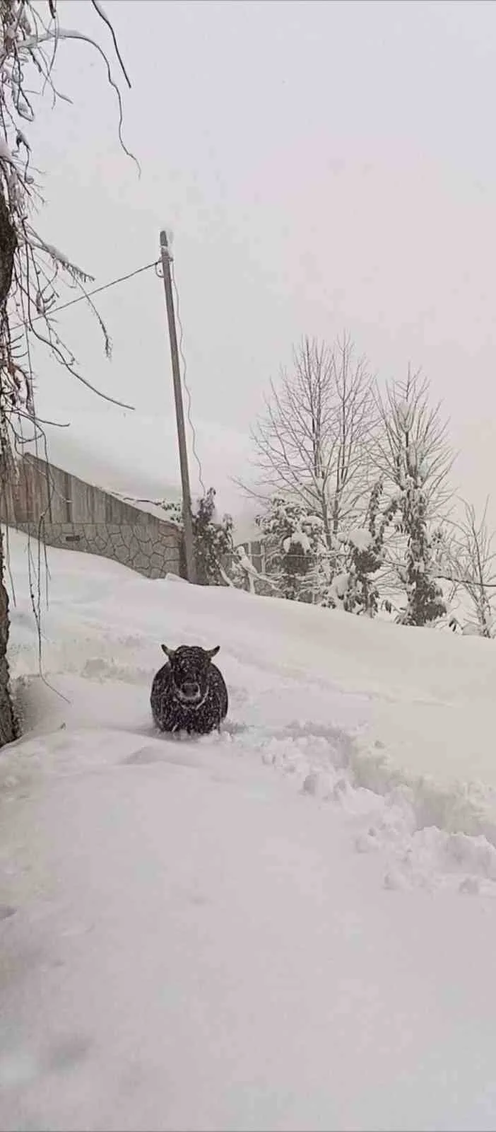 Rize'nin Çamlıhemşin ilçesine bağlı Dikkaya Köyü'nde kaçan boğa, yazın bağlı