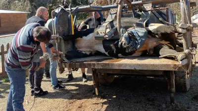 Rize'nin Çamlıhemşin ilçesinde Galer Düzü Yaylası'ndaki geleneksel boğa güreşleri için