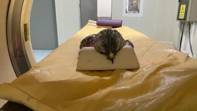 OMÜ Veteriner Fakültesi Eğitim Araştırma ve Uygulama Hastanesi Karadeniz Bölgesi'nde