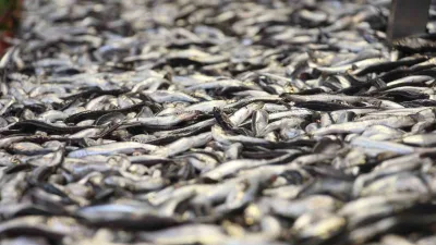Bolu’da hamsi fiyatı 150 liraya düşerken, Ramazan dolayısıyla balık talebi