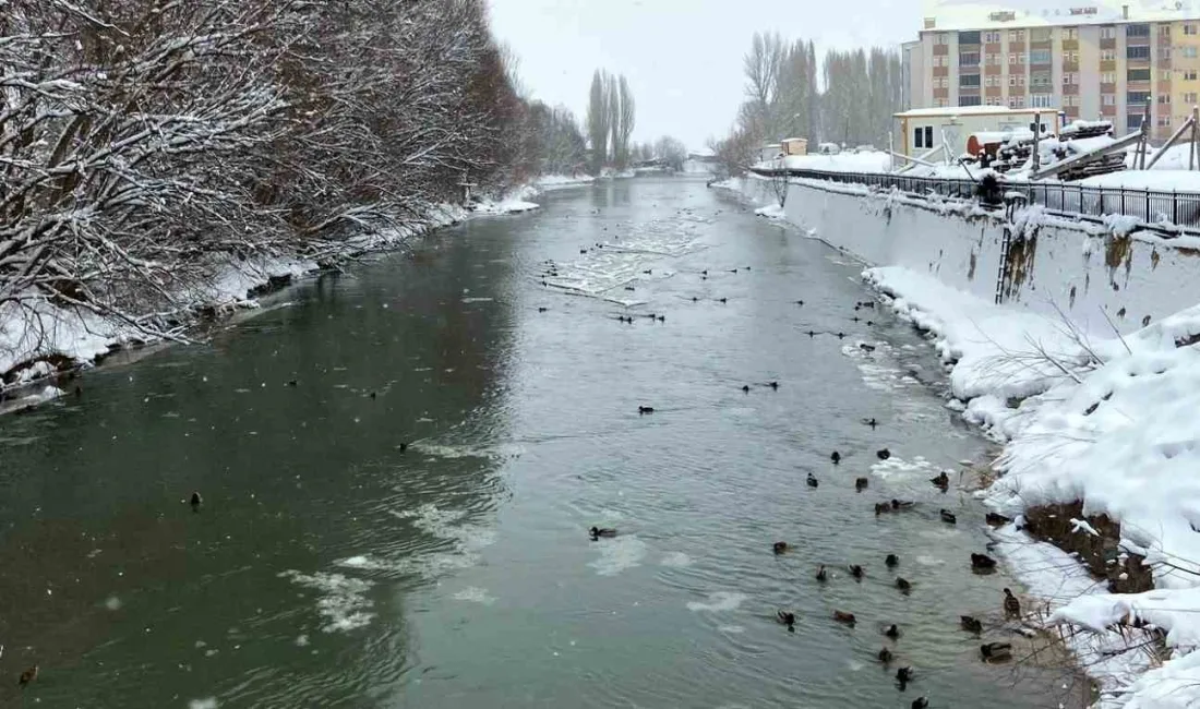 Sibirya ve Rusya'dan göç eden yeşilbaşlı ördekler, Bayburt'taki Çoruh Nehri'nde