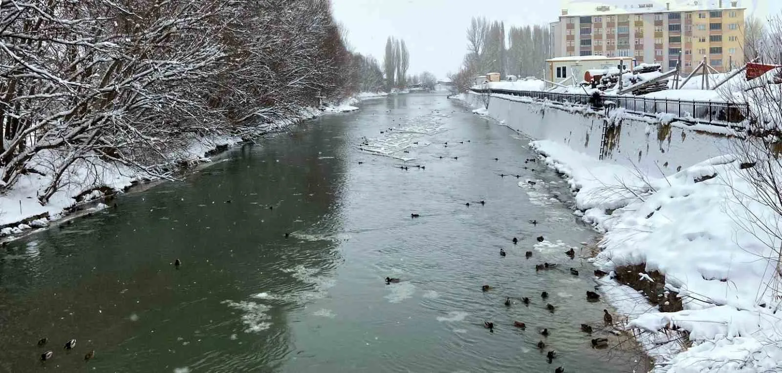 Sibirya ve Rusya'dan göç eden yeşilbaşlı ördekler, Bayburt'taki Çoruh Nehri'nde