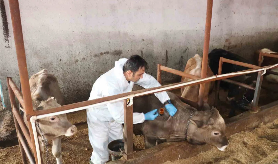 Sivas İl Tarım ve Orman Müdürlüğü, hayvancılık sektöründe önemli bir