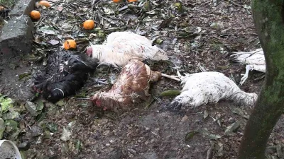 Rize'de Ömer Ekşioğlu'ya ait kümese başıboş sokak köpekleri girdi, 86