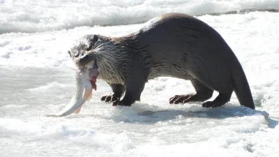 İspir'de Çoruh Nehri'nde su samurunun balık avlama anları profesyonel dağcı