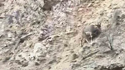 Gümüşhane'nin Torul ilçesinde, Torul Kalesi'nin eteklerinde otlarken cep telefonu kamerasına