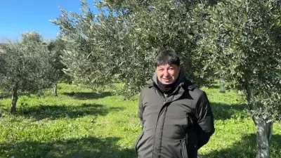 Soğuk hava dalgasının zeytin ağaçları üzerinde olumlu etkileri olacak. Sibirya