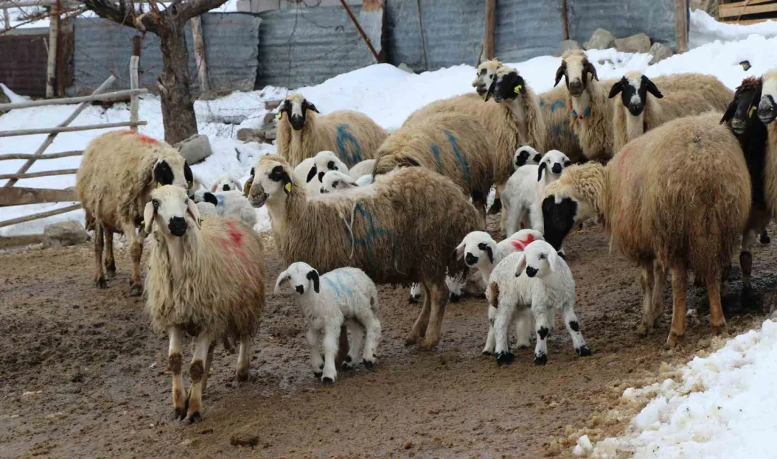 Erzincan'da kış mevsiminin etkisiyle zorlu şartlarda çalışan besiciler, koyunların kuzulama
