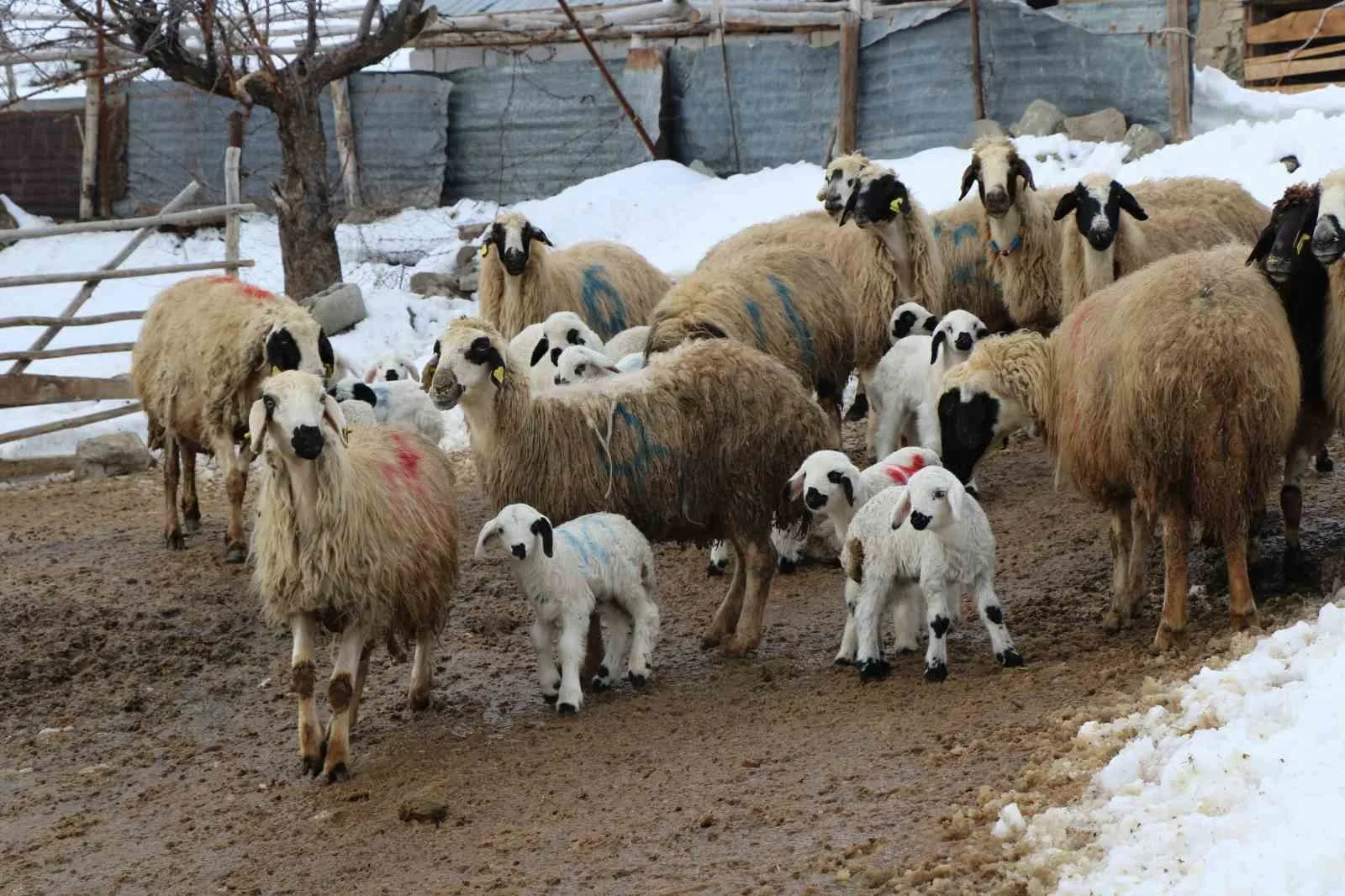 Erzincan'da kış mevsiminin etkisiyle zorlu şartlarda çalışan besiciler, koyunların kuzulama