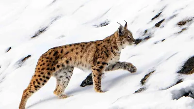 Erzincan’ın Kemaliye ilçesinde nesli tükenme tehlikesi altındaki bir vaşak, köye