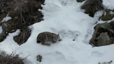 Erzurum'da Tortum-Uzundere yolu üzerinde vaşaklar görüntülendi. Vaşaklar, Tortum Çayı'na inerek