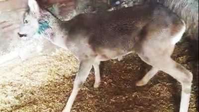 Trabzon Ortahisar'da dikenli tellere takılıp yaralanan karaca, Doğa Koruma ve