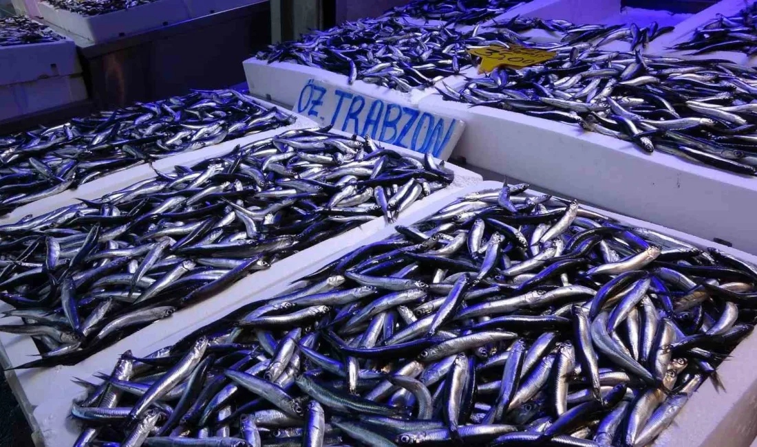 Türkiye’den balık avı sezonunda 20 ülkeye yapılan hamsi ihracatından toplam