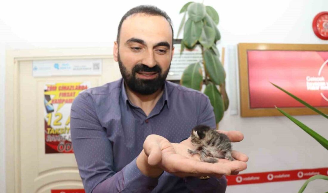 Erzurum’un Oltu ilçesinde bir sokak kedisi işyerinde çekmecede doğurdu, esnaf