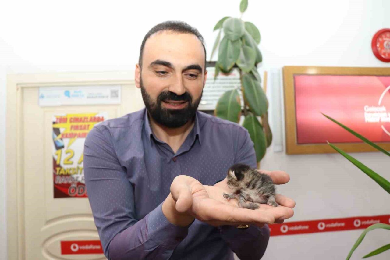 Erzurum’un Oltu ilçesinde bir sokak kedisi işyerinde çekmecede doğurdu, esnaf