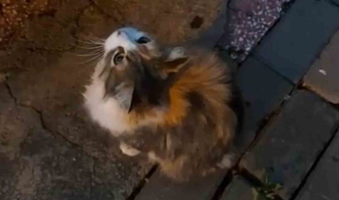 Kırıkkale’de sağanak yağış sonrası, anne kedi su birikintisinden etkilenen yavrusunu