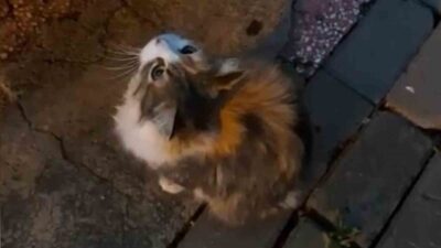 Kırıkkale’de sağanak yağış sonrası, anne kedi su birikintisinden etkilenen yavrusunu