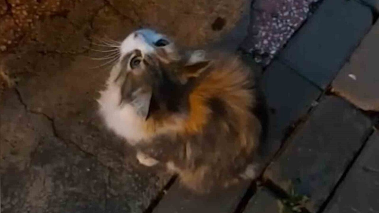 Kırıkkale’de sağanak yağış sonrası, anne kedi su birikintisinden etkilenen yavrusunu